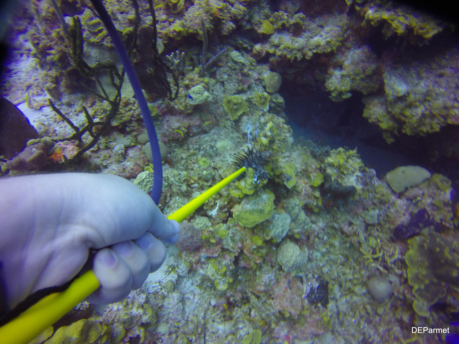 Lionfish Spearing